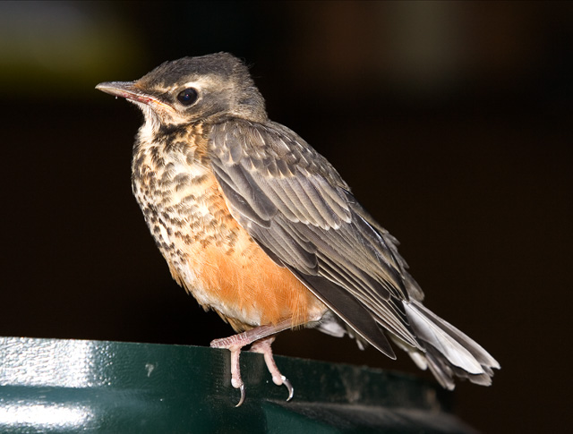 Young Robin In The Garage