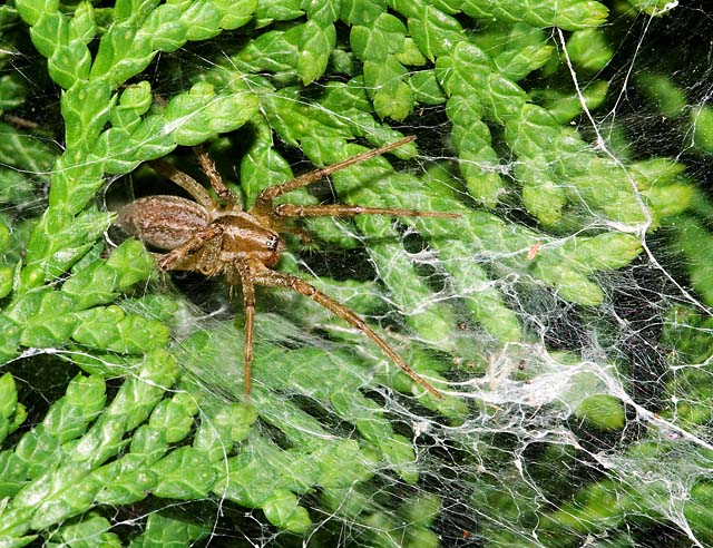 A Hunter In The Front Bushes