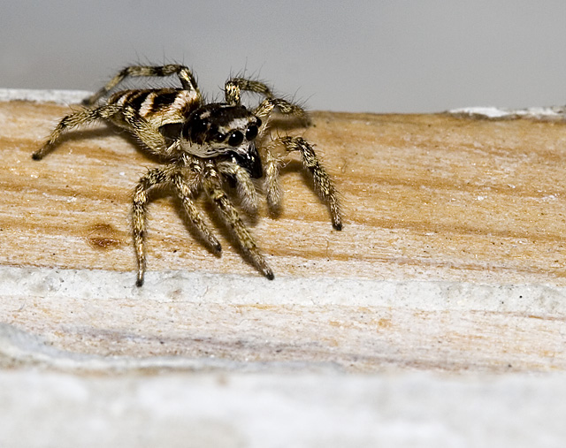 Chillin' On A Window Sill