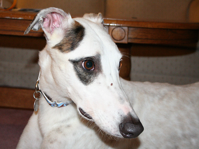 Tucker Head Shot