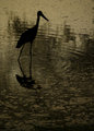 Avian Silhouette