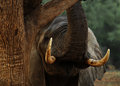 An Elephant's Stare