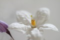 With Pollen