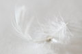 Feather Magnified