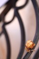 A Rose in an Iron Web