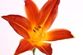 Sunburst Lily