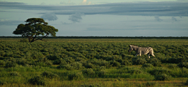 Lone Zebra