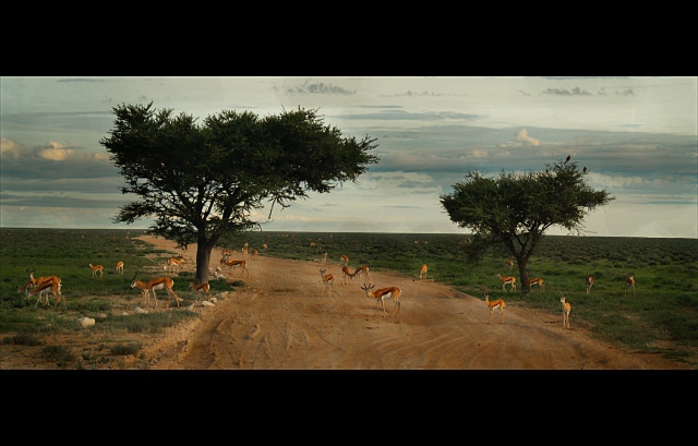 Springbok Crossing