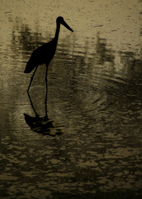 Avian Silhouette