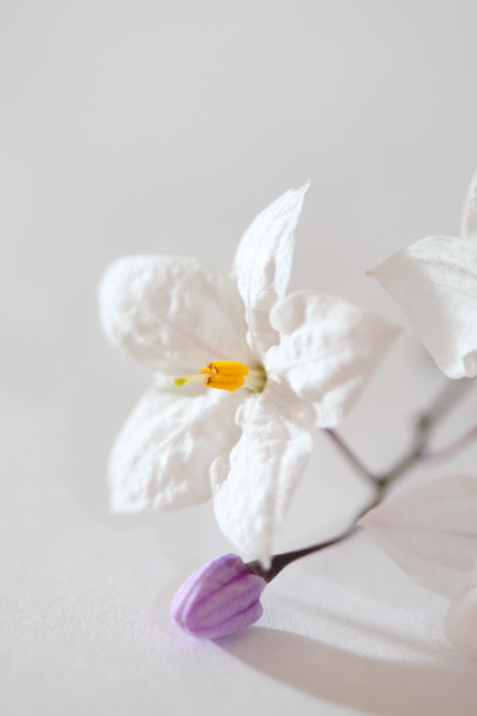Tiny Flowers
