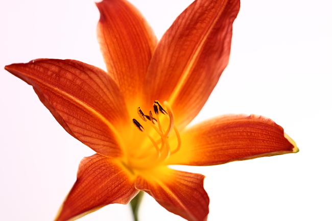 Sunburst Lily