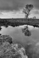 leash fen -40_b&w.jpg