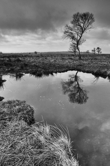leash fen -40_b&w.jpg