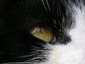 cats-eye.jpg