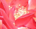 rose detail.jpg