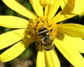 yellowflowerbee.jpg