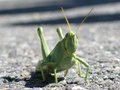 katydid.jpg