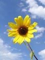 sunflower and clouds.jpg