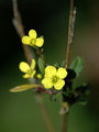 little bitty yellow flowers