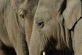 06-01-24--elephant8.jpg