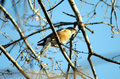 bird on branch