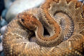 aruba island rattlesnake