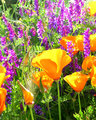 Poppies and Vetch