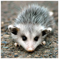 day 42 bonus - baby possum again.jpg