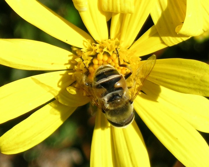 yellowflowerbee.jpg