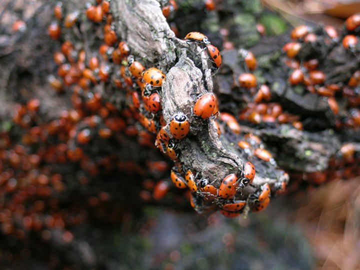 ladybugs.jpg