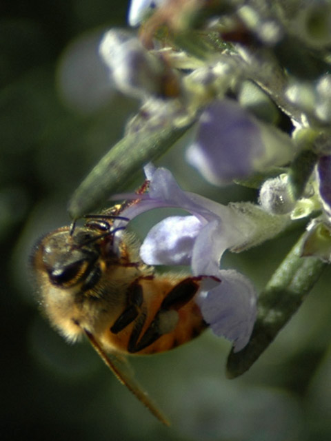 bee-rosemary.jpg
