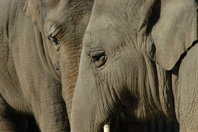 06-01-24--elephant8.jpg
