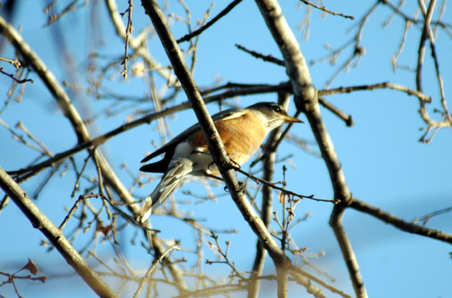 bird on branch