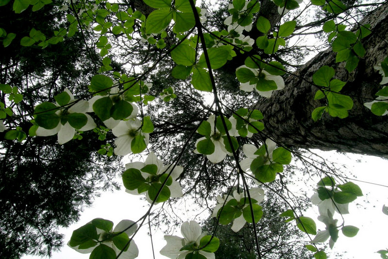 Dogwood and Pines