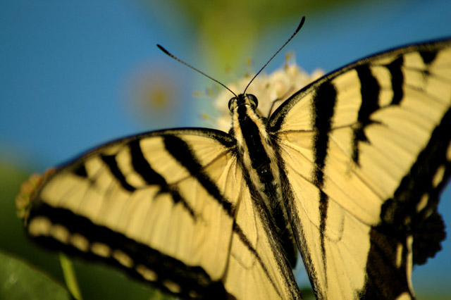 swallowtail