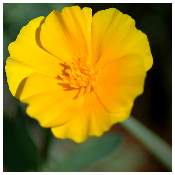 day 32 - claire\'s poppy.jpg