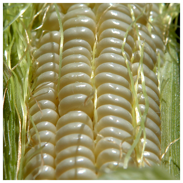 day 35 - corn!