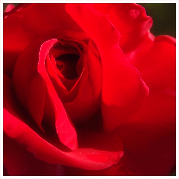 day 48 - rose.jpg