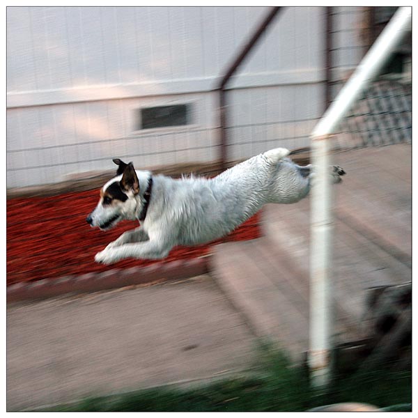 day 49 - roman jumping