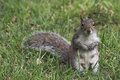 Mrs Squirrel sat and watched the Photographer as he composed his shots