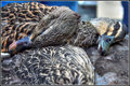 Dead Ducks