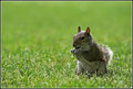 Squirrel in Hyde Park