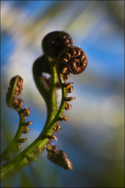 Fern