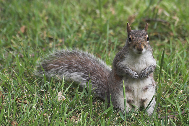 Mrs Squirrel sat and watched the Photographer as he composed his shots