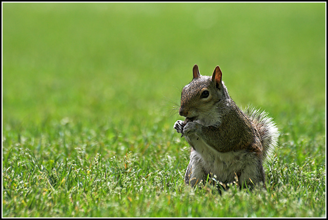 Squirrel in Hyde Park