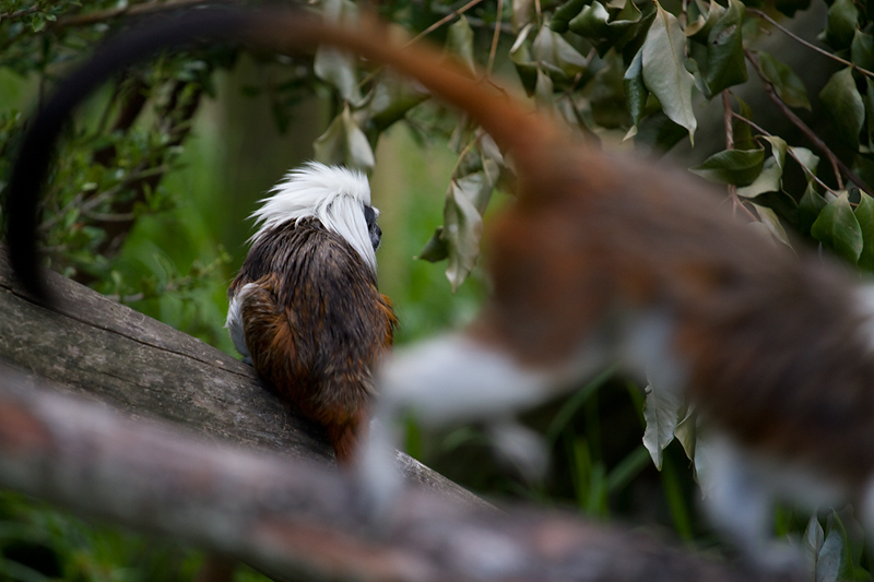 Monkey Business