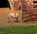hamming it up.jpg