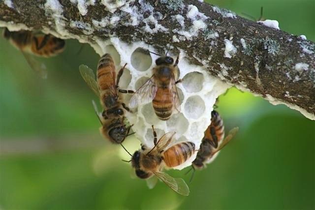 busy bees.jpg