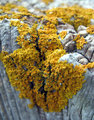 IMG_1534pp.jpg