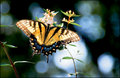 Butterfly Skies